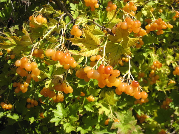 Viburnum Opulus 'Aureum' orange berries